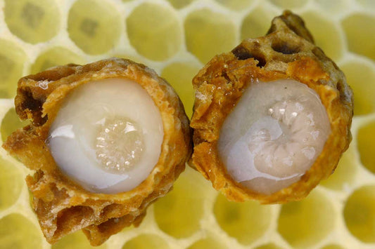 Unlocking the Mystery of Royal Jelly: A Superfood from the Hive