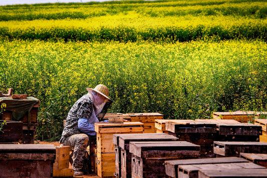 The Importance of Supporting Local Beekeepers