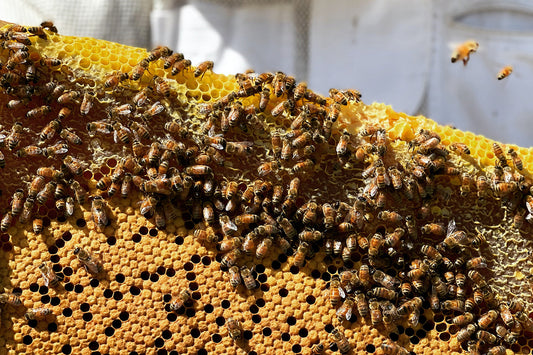 Sustainable Beekeeping: How to Care for Your Bees and the Environment