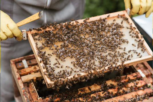 The Art of Harvesting Honey: Best Practices for a Delicious and Healthy Harvest