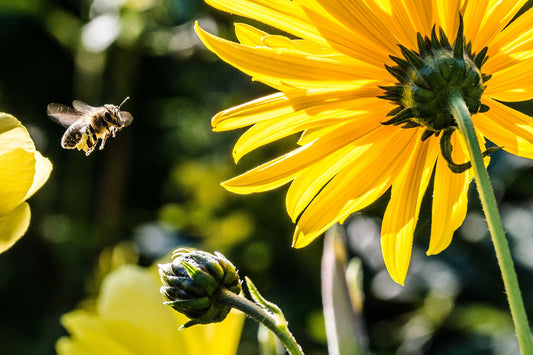 The Basics of Beekeeping: A Beginner's Guide