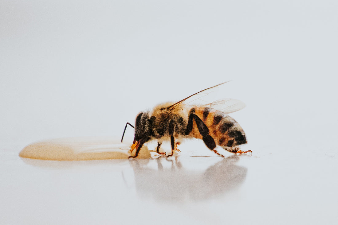 The Fascinating World of Queen Bees and Their Role in the Hive