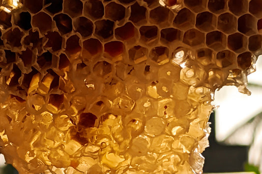The History and Cultural Significance of Honey: From Ancient Times to Modern-Day Cuisine