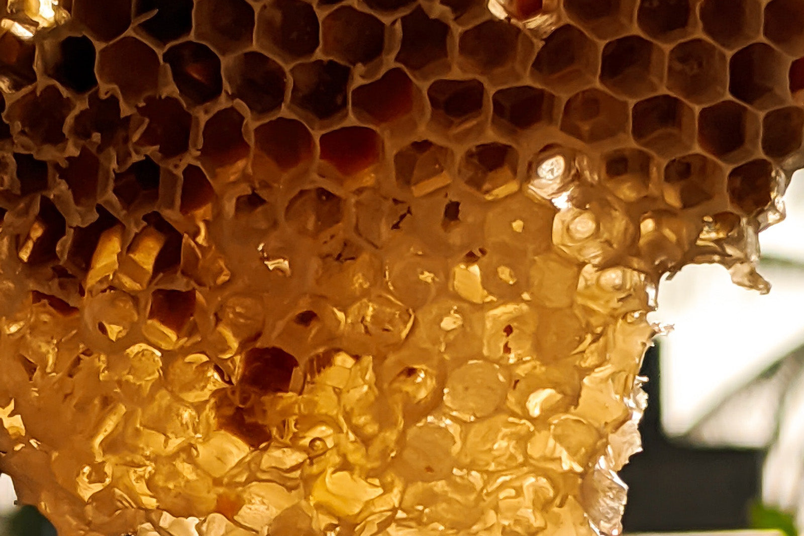 The History and Cultural Significance of Honey: From Ancient Times to Modern-Day Cuisine