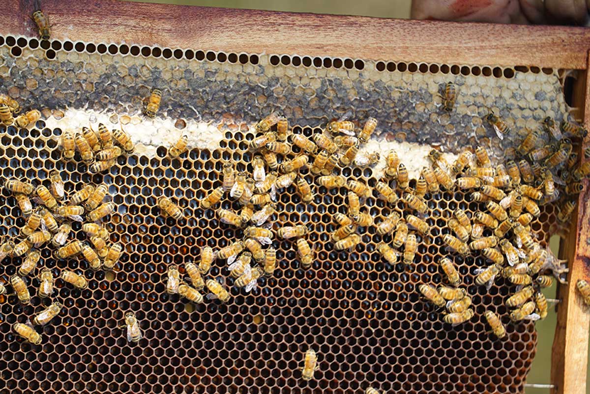 Bees Shp The Buzzing Language of Bees: How Do Bees Communicate? – Honey Hut